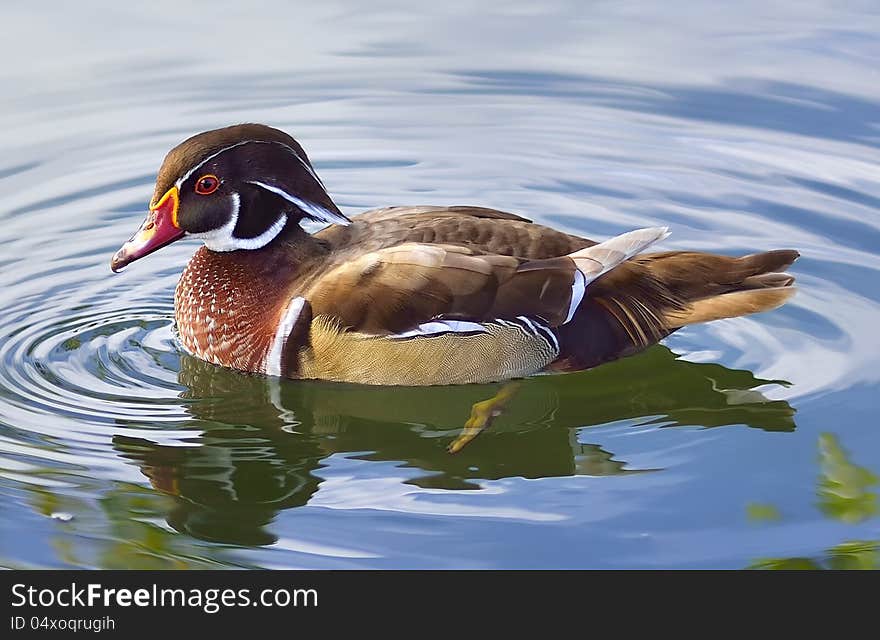 Beautiful colored duck in lake