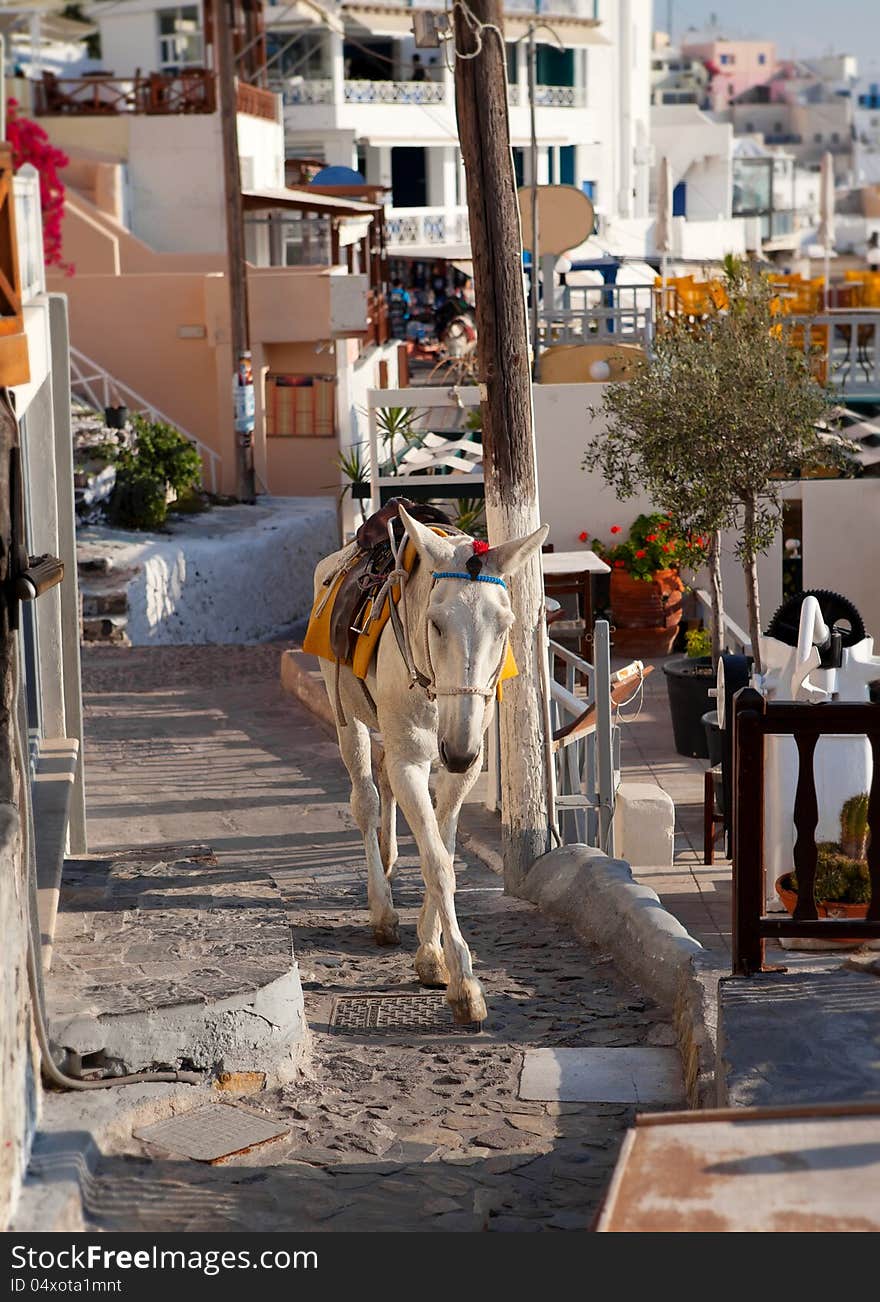 Donkeys waiting passengers at the port of Fira. Santorini Greece