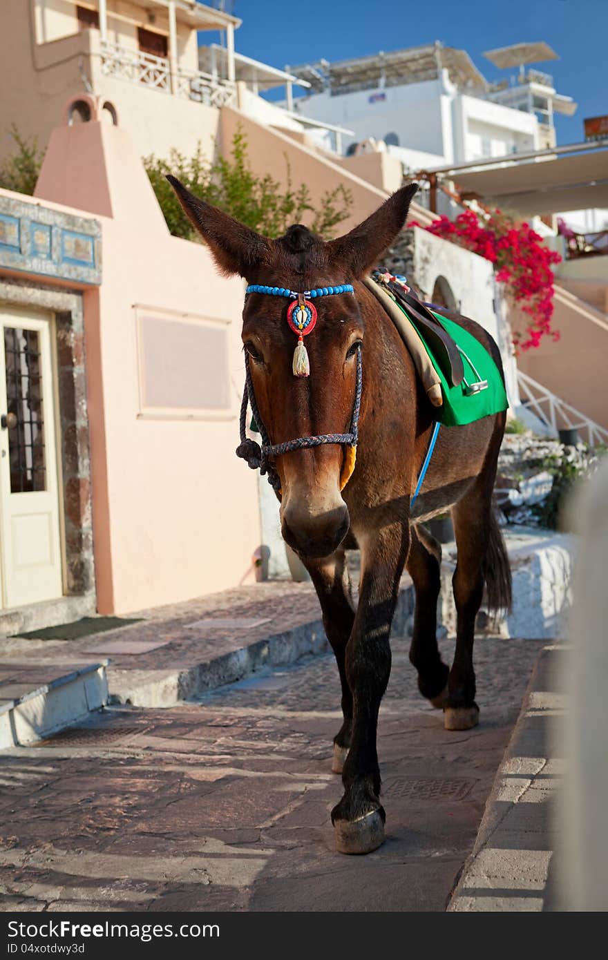 Donkeys waiting passengers at the port of Fira. Santorini Greece