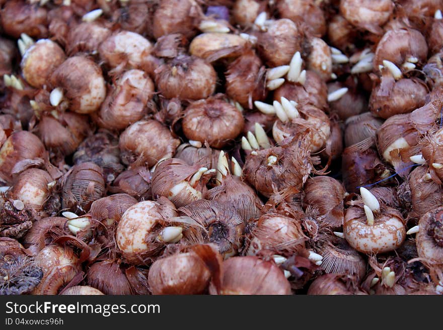 Germinated bulbs