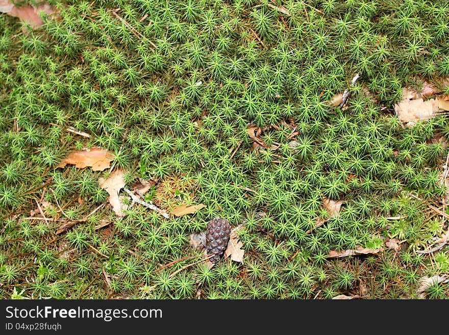 Forest Moss Background