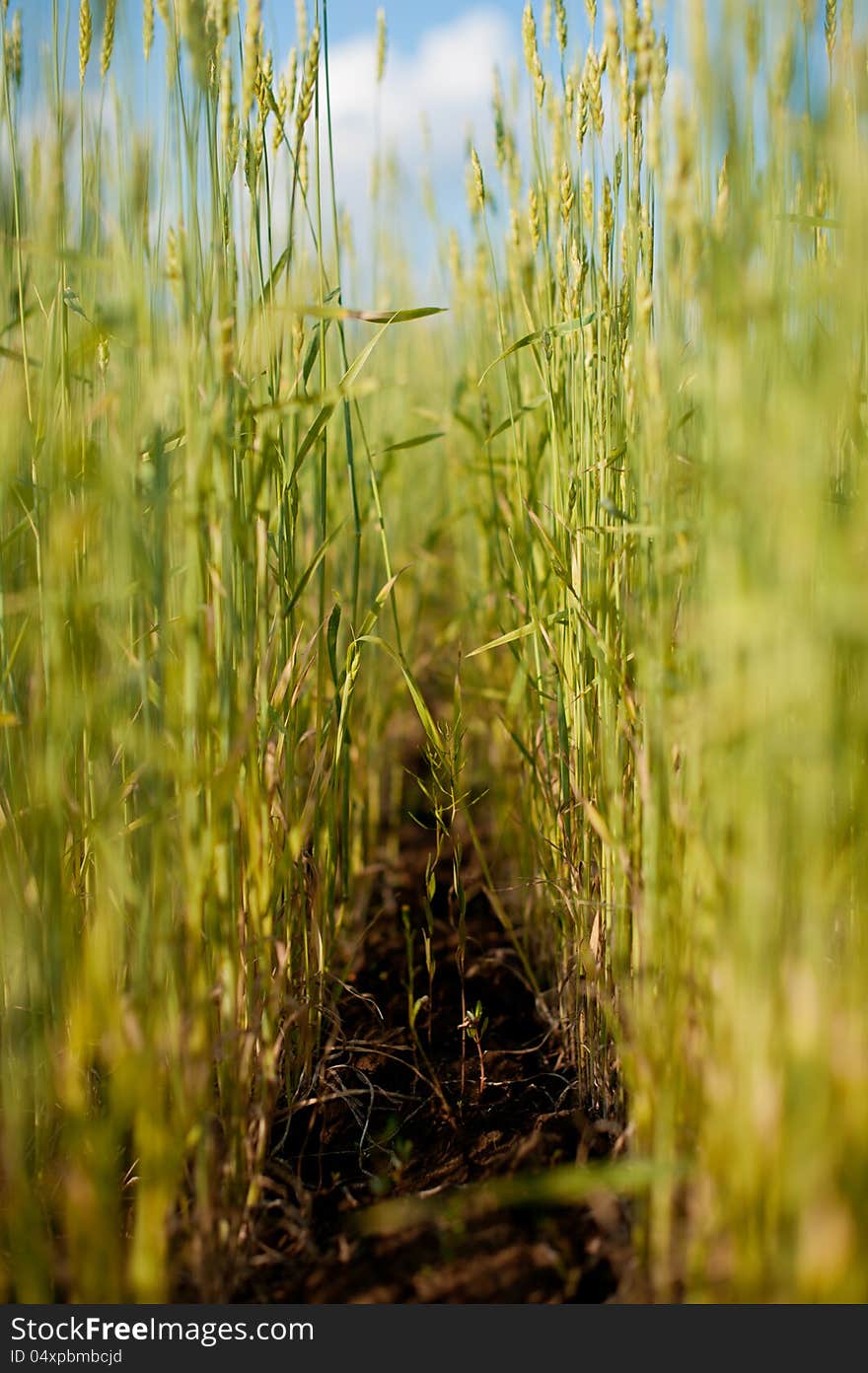 Against the dark blue sky a number of a ripening rye. Against the dark blue sky a number of a ripening rye