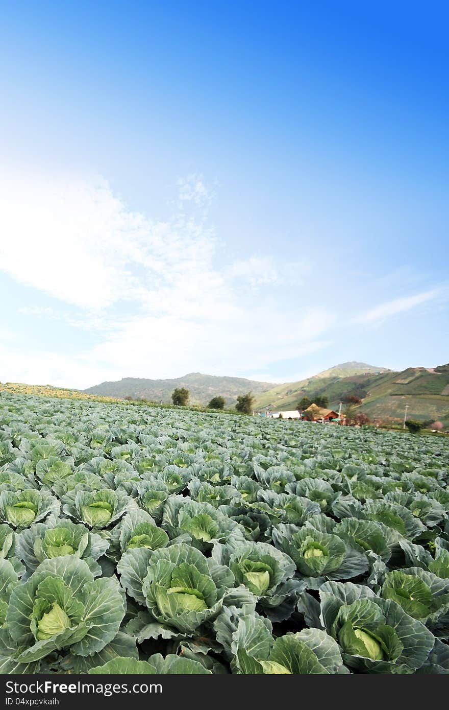 The green cabbage field and the blue sky.