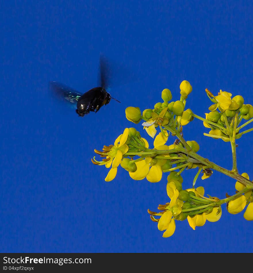 Carpenter bee