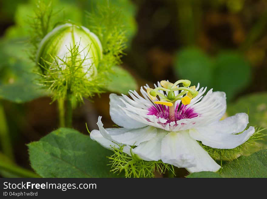 Passionflower in garden