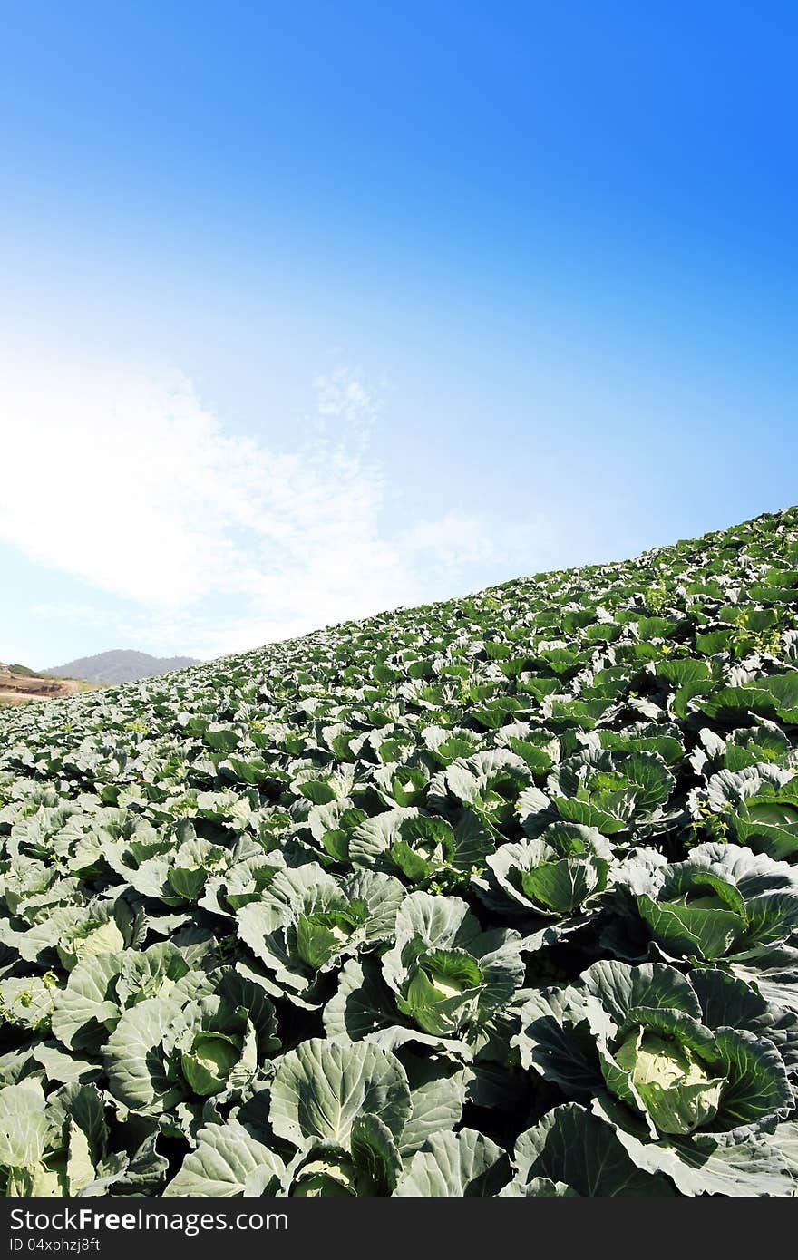 The green cabbage field and the blue sky.