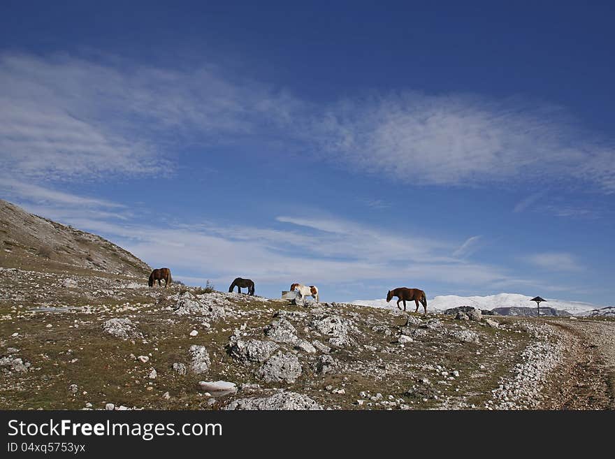 Horses grazing with a backdrop of mountains - Italy