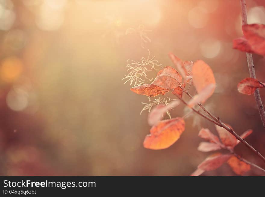 Autumn forest in the foreground beautiful, red leaves. Autumn forest in the foreground beautiful, red leaves