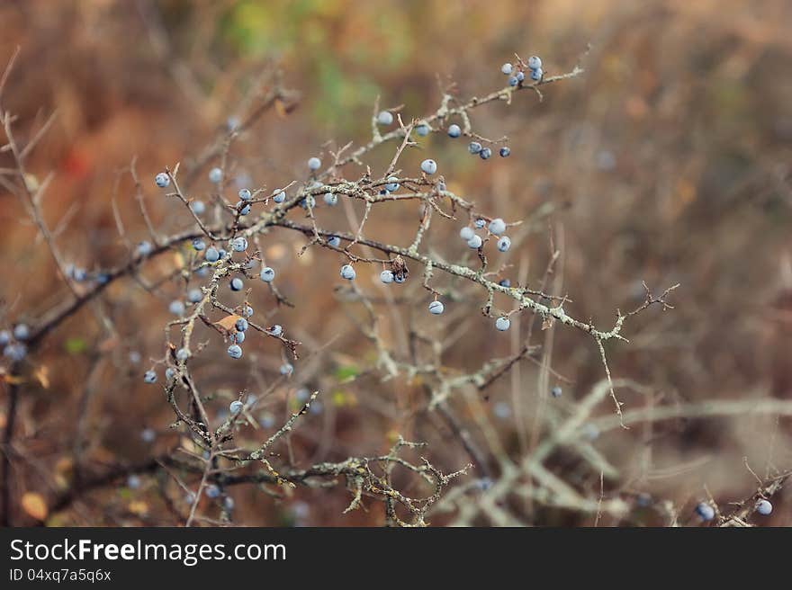 Close-up on a branch bush only blue, small berries