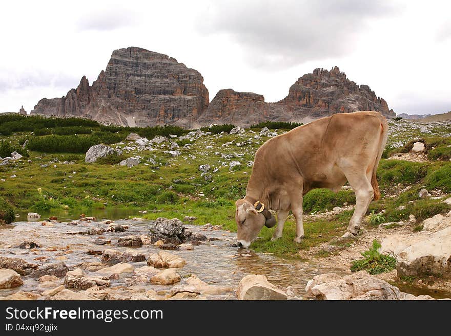 Cow On Green Field - Dolomites