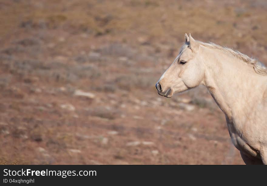 Head and shoulder profile shot of palomino horse in an attentive mode. Head and shoulder profile shot of palomino horse in an attentive mode