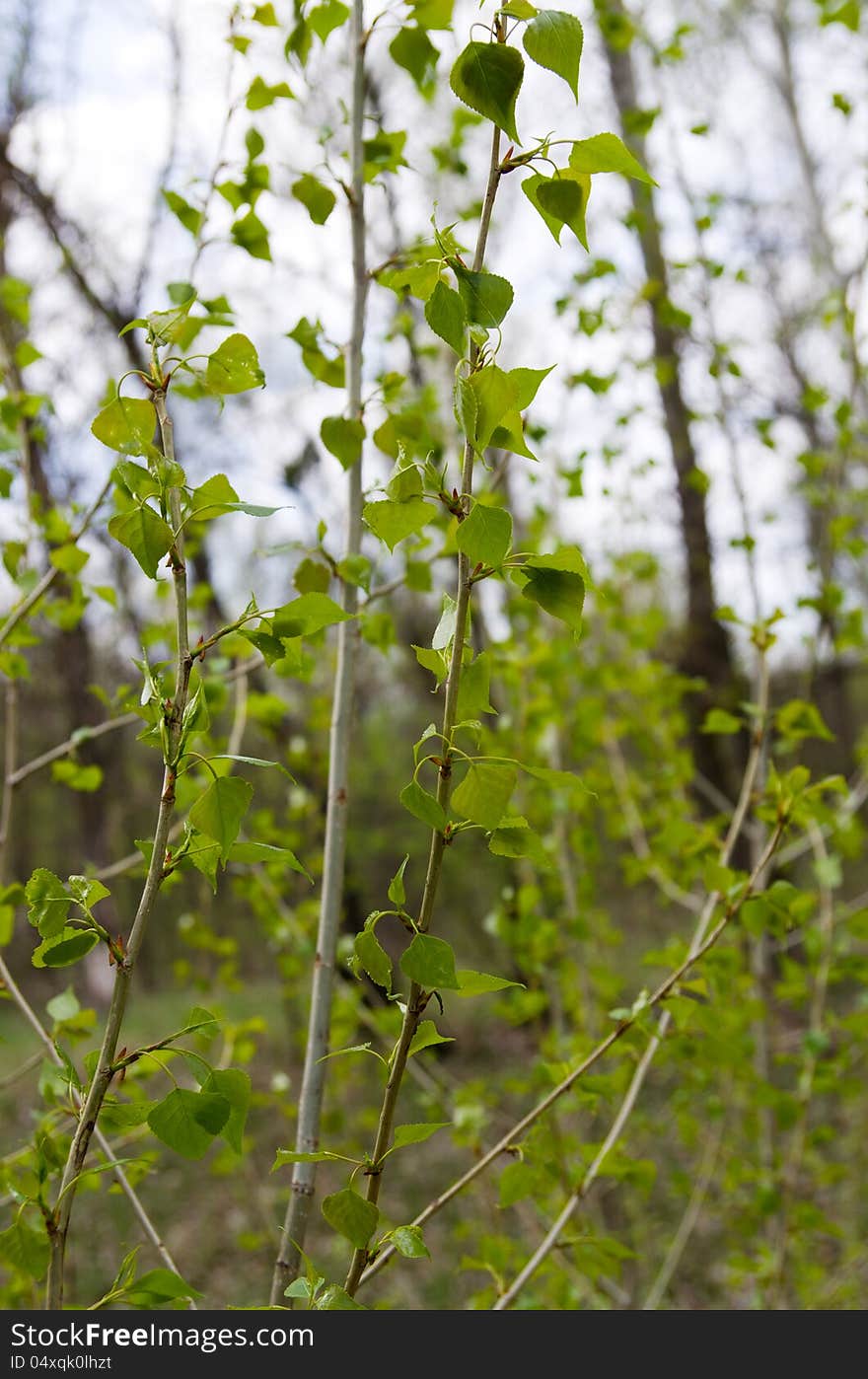 Young sprigs of poplar