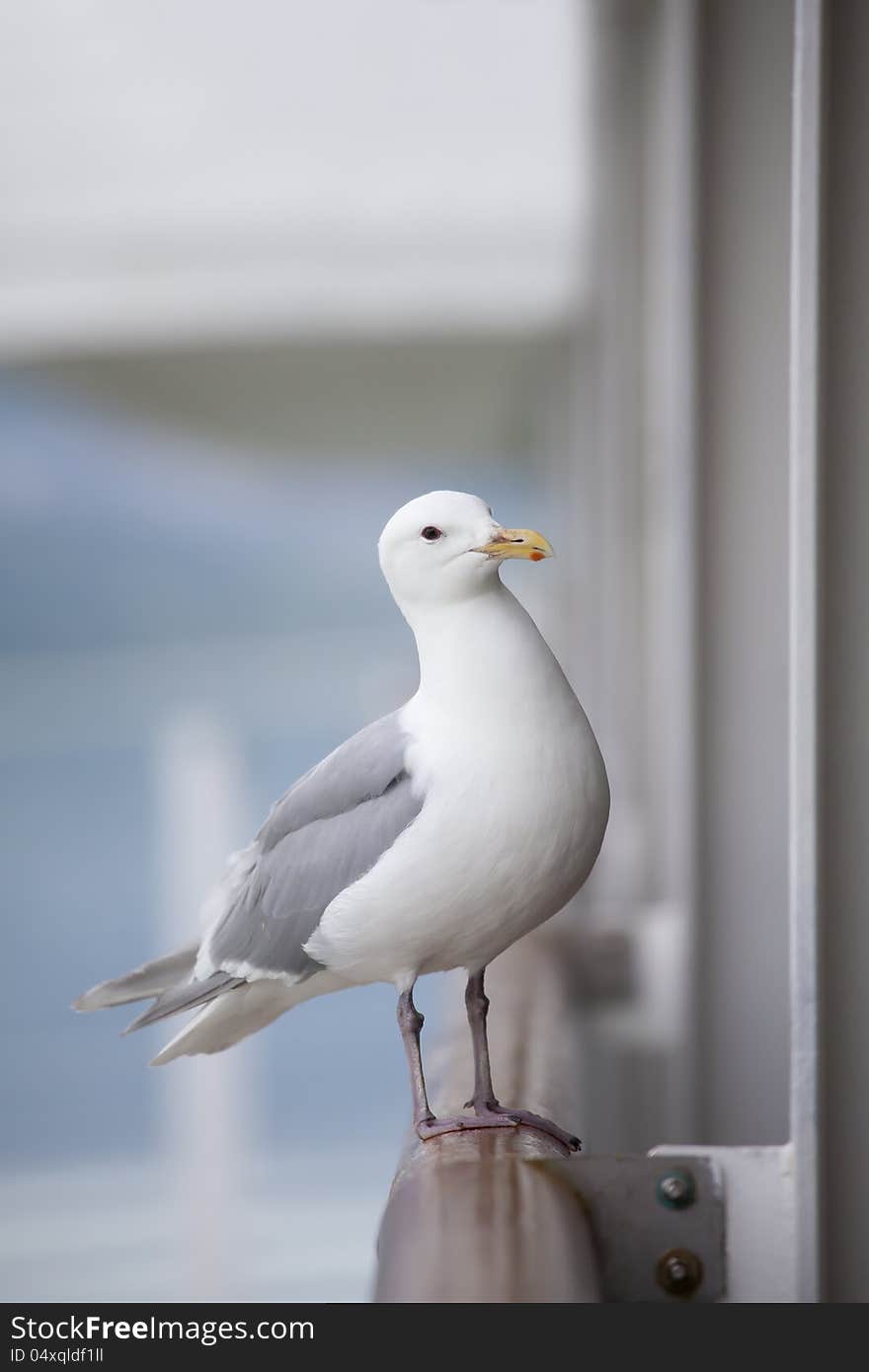 Seagull on railing