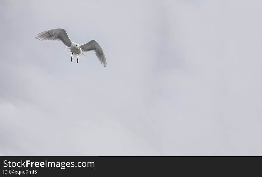 Seagull flying