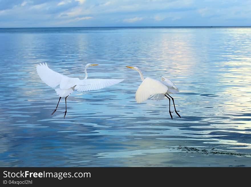 Couple Of Great White Heron Birds