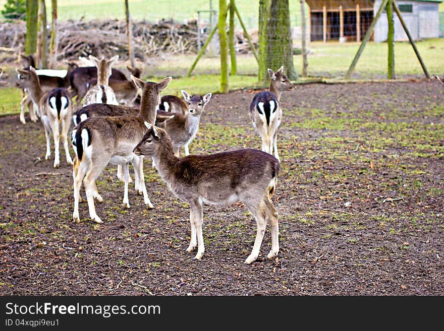 Group of many roe deer