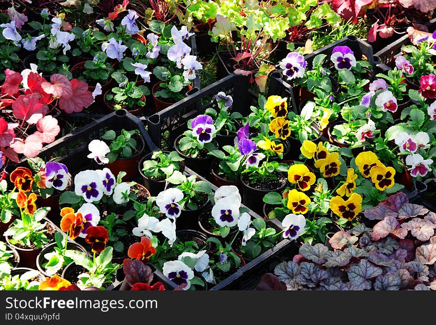 Flowers market