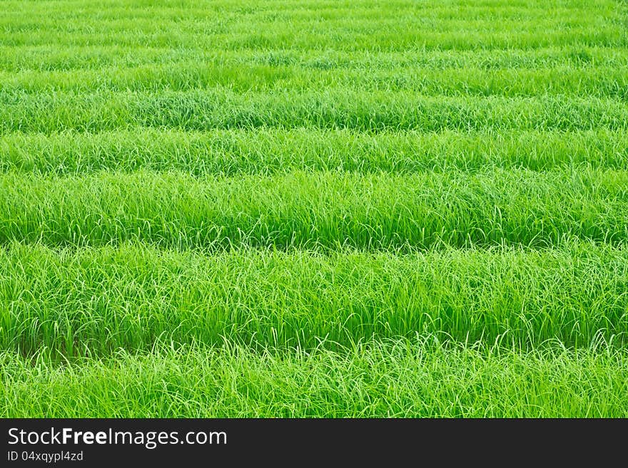 Green grass use sa background