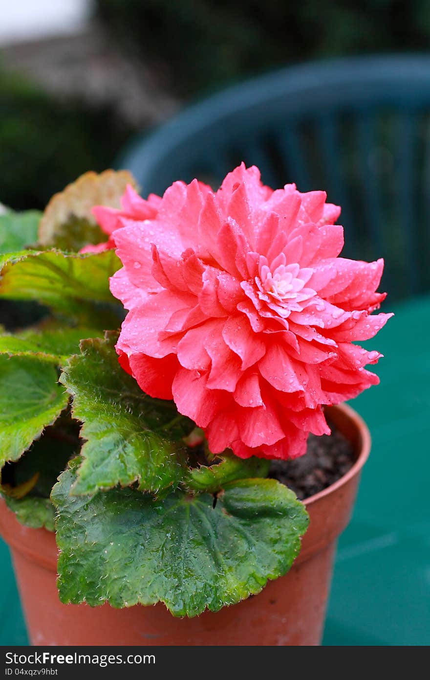 Red begonia in the garden close up. Red begonia in the garden close up