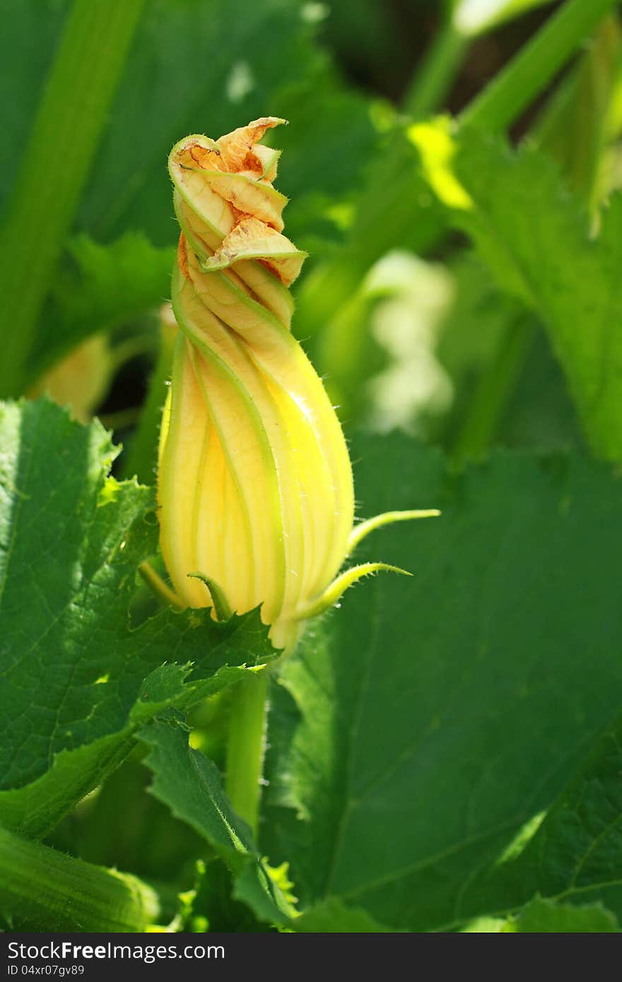 Yellow Flower Of Growing Pumpkin