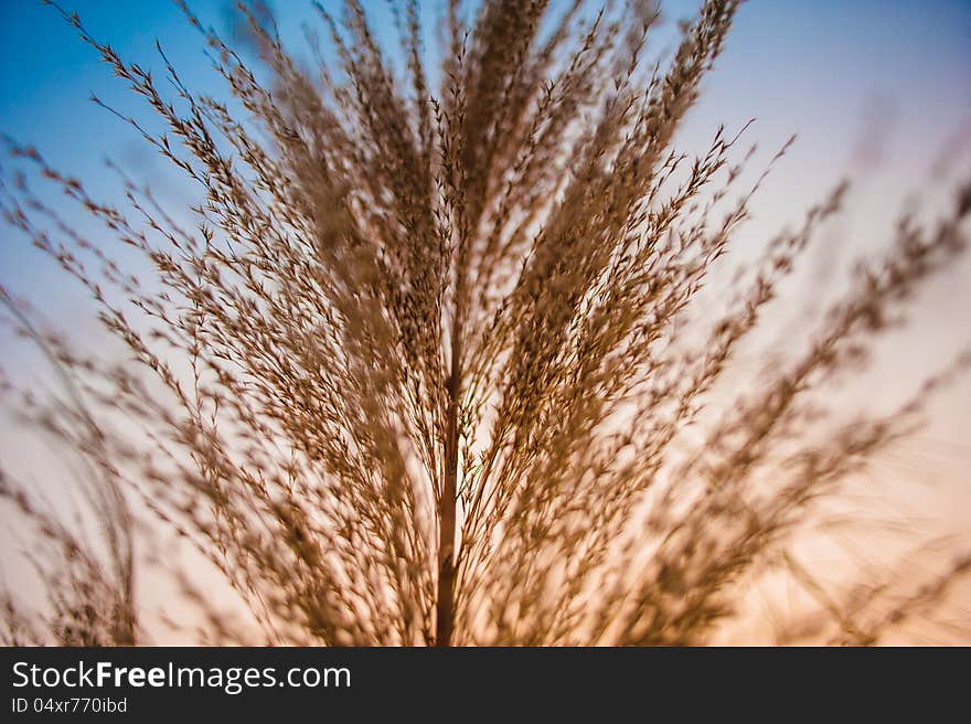 Grass in the light of the setting sun