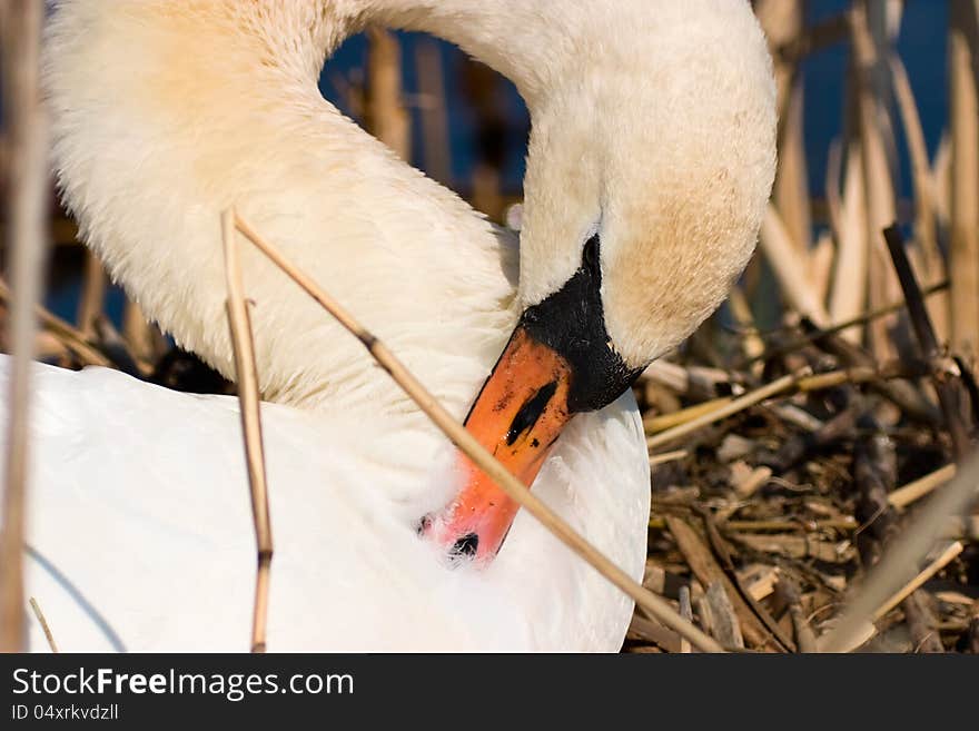 Mute Swan in nest at spring