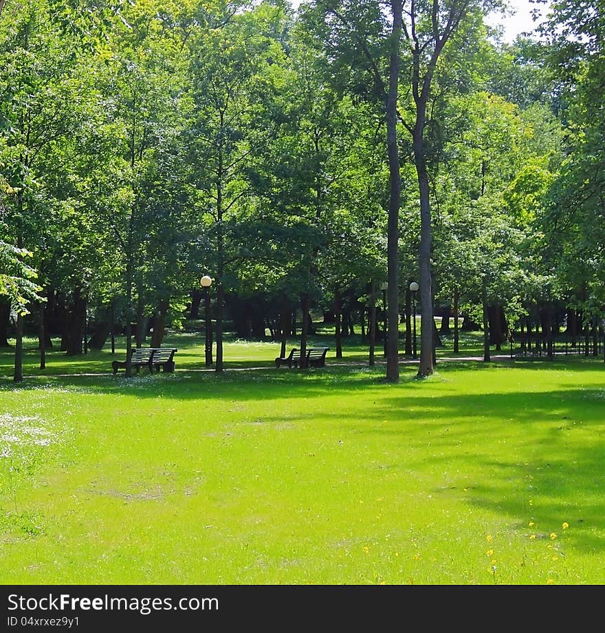 Summer in shiny green park