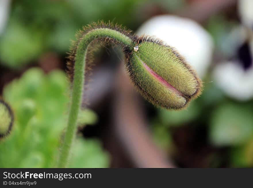 The common garden Poppy bud  is about to open  unfurling its  beautiful fragile pink petals  in late winter and early spring with a splash of welcome colour . The common garden Poppy bud  is about to open  unfurling its  beautiful fragile pink petals  in late winter and early spring with a splash of welcome colour .