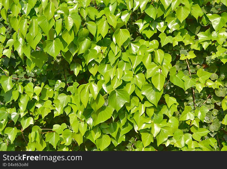 As the ivy climbs filling everything green nature. As the ivy climbs filling everything green nature.