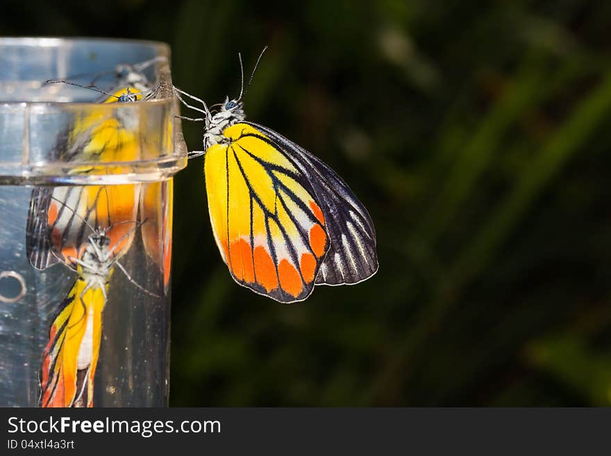 Newly born (complete metamorphosis) Painted Jezebel (Delias hyparete metarete) butterfly clinging on transparent plastic box. Newly born (complete metamorphosis) Painted Jezebel (Delias hyparete metarete) butterfly clinging on transparent plastic box