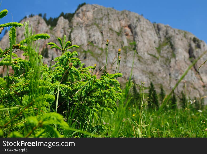 Litle Tree On Mountain