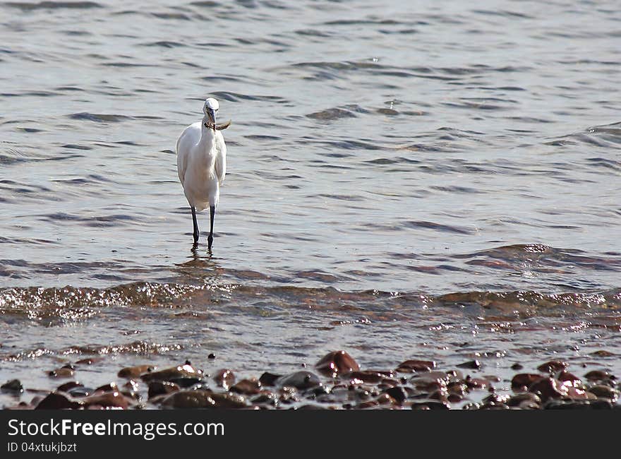 Egret Catch Fish In The Sea