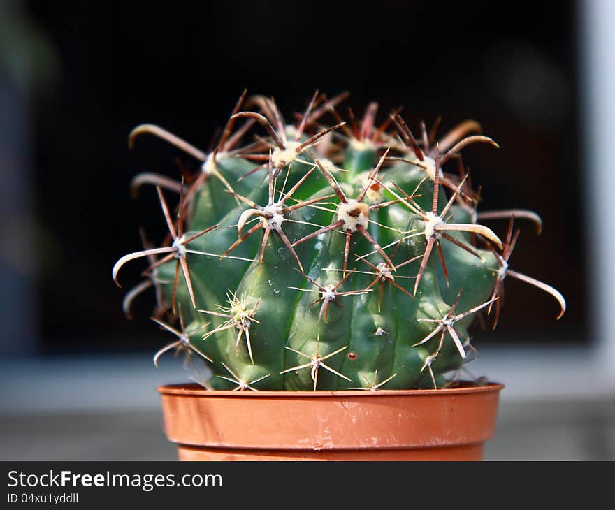 Cactus In A Pot.