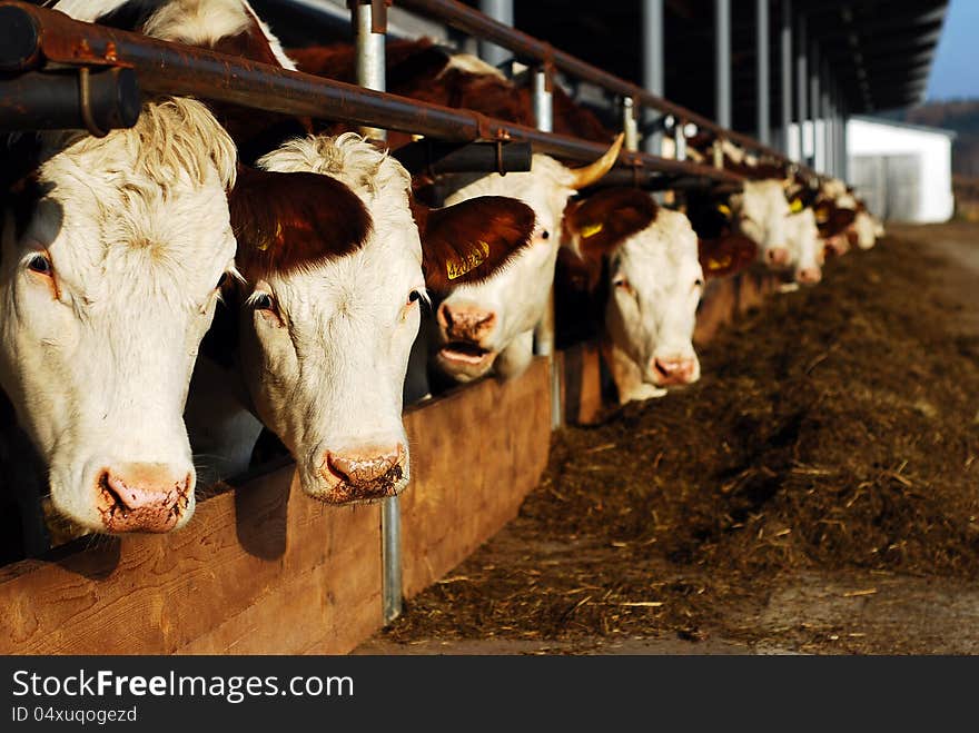 Feeding a herd of cows in a row. Feeding a herd of cows in a row