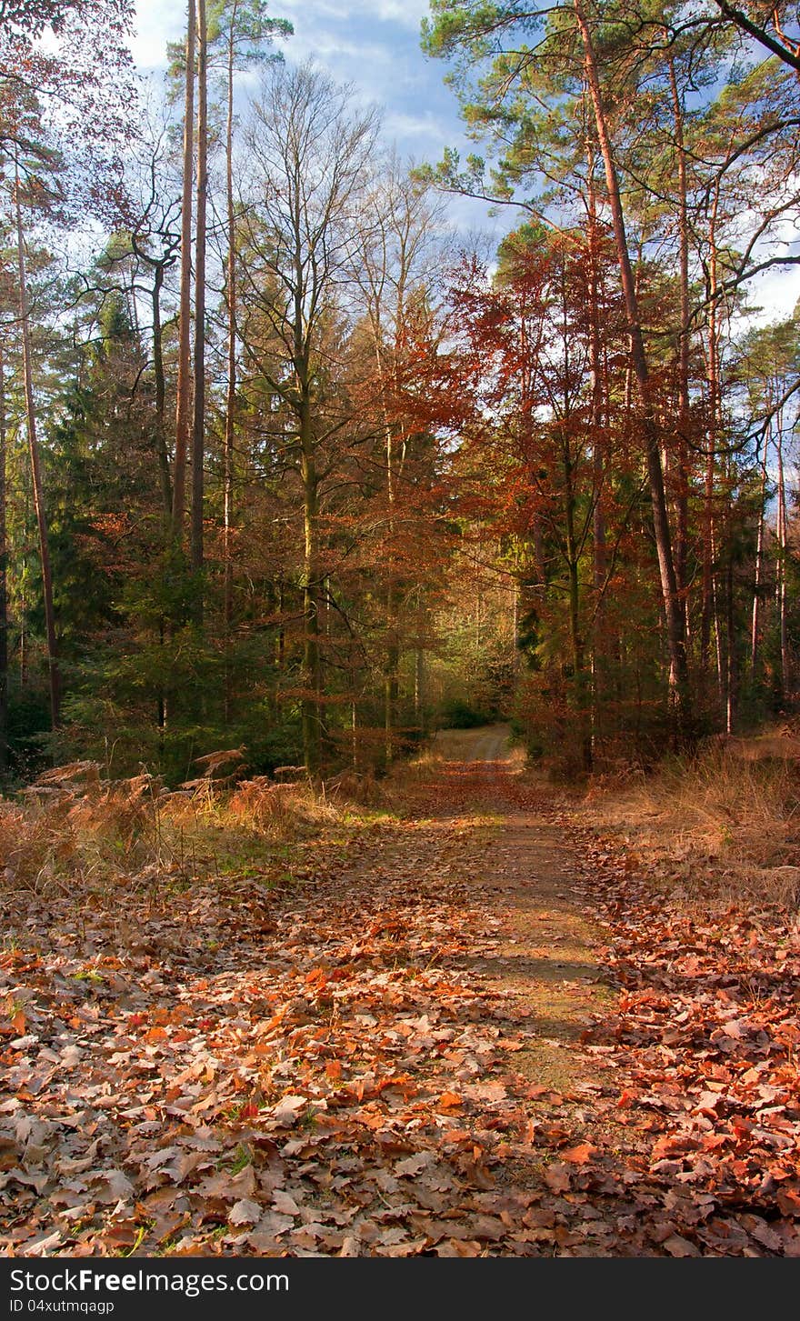 Pathway through the autumn forest