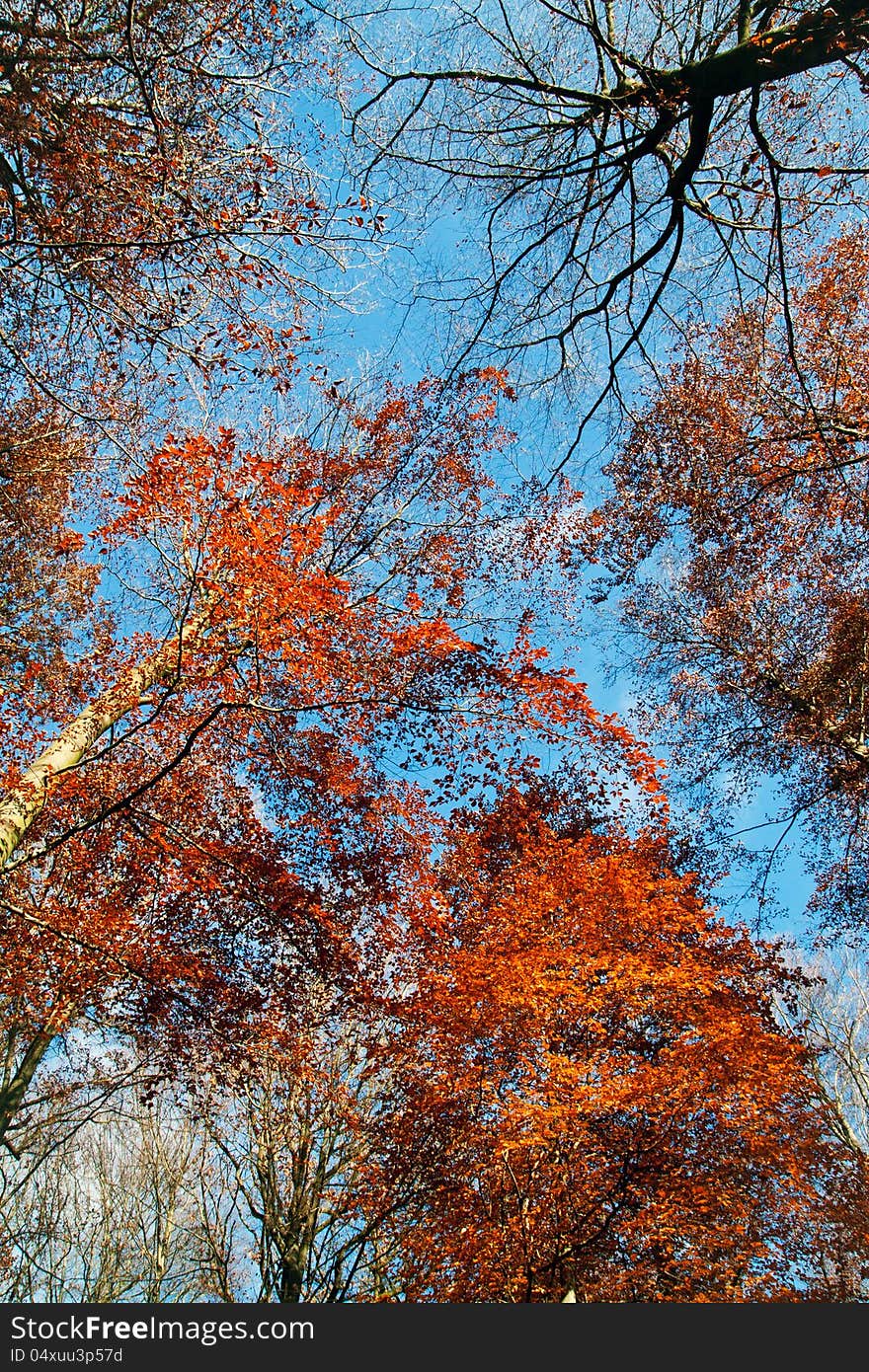 Upward view of fall trees. Upward view of fall trees