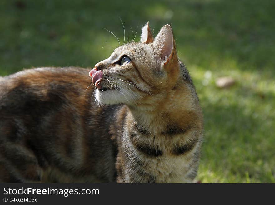 Calico kitten