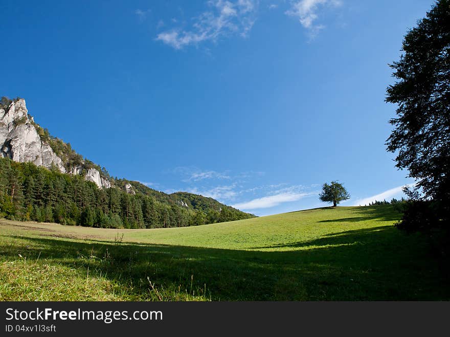 Meadow With Lonely Tree