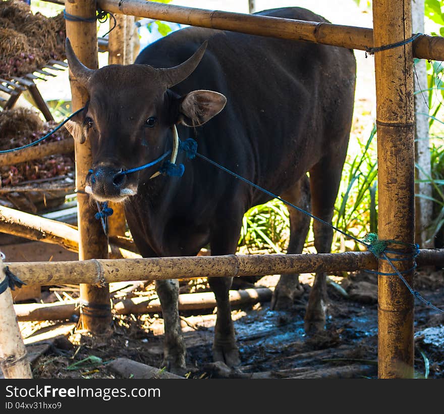 Cow in bamboo stall