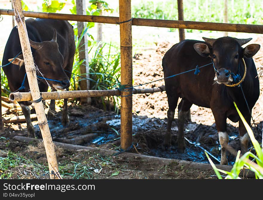 Two cows in bamboo stall near Batur lake, Bali, Indonesia. Two cows in bamboo stall near Batur lake, Bali, Indonesia