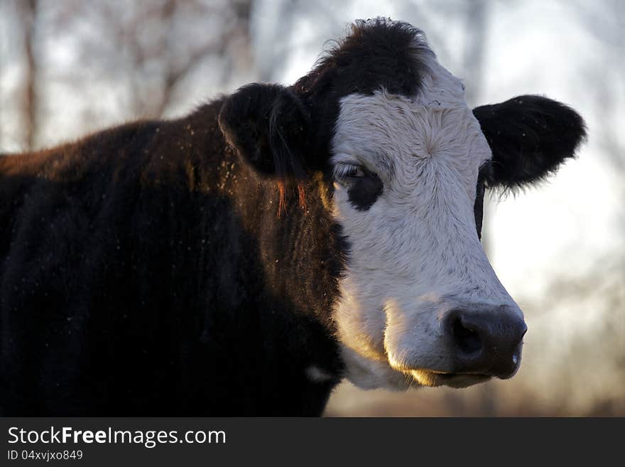 Cow