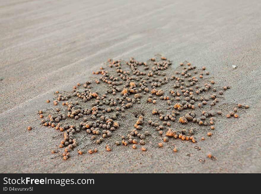 A closeup view of a hole dug at low tide by a small crab in beach sand, with sand pebbles radiating out. Lots of copy space around edges. A closeup view of a hole dug at low tide by a small crab in beach sand, with sand pebbles radiating out. Lots of copy space around edges.