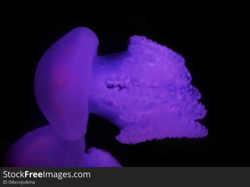 The Jelly Blubber (Catostylus mosaicus), also known as the Blue Blubber Jellyfish, is a species of jellyfish from coastal regions in the Indo-Pacific. It is the most commonly encountered jellyfish along the Australian eastern coast and large swarms sometimes appear in estuarine waters. Photographed in an Aquarium with colored lights.