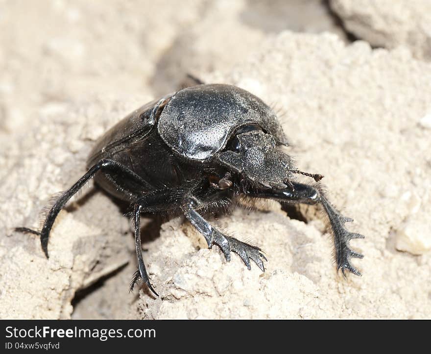 Ground beetle on nature in desert