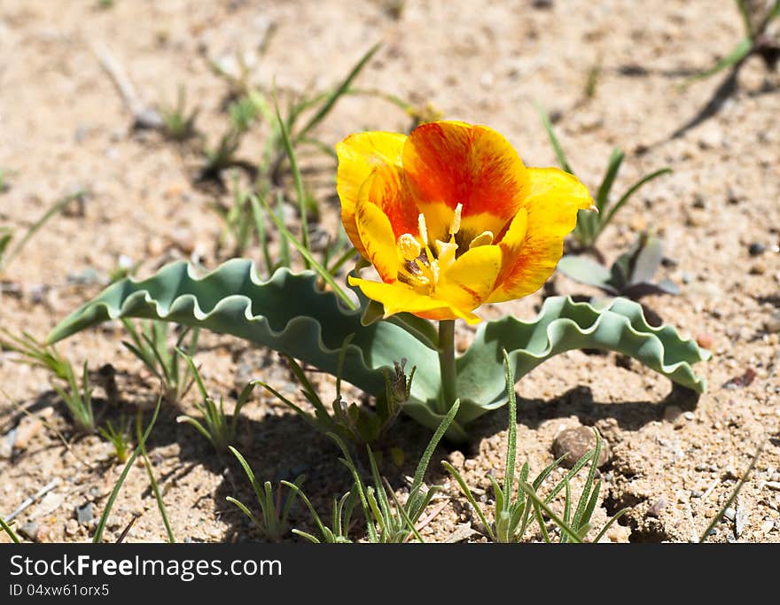 Wild yellow asian tulip in the nature. Wild yellow asian tulip in the nature