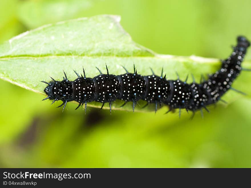 Black caterpillar with thorns on the eaten leaf (small depth of sharpness)