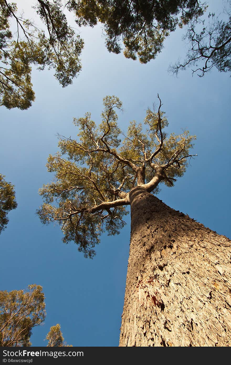 A view looking verticallly upwards at a massive trunk of a Tuart tree against a bright blue sky. A view looking verticallly upwards at a massive trunk of a Tuart tree against a bright blue sky.