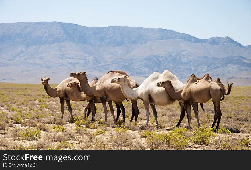 The herd of camels has a rest in mountains (kazakhstan)