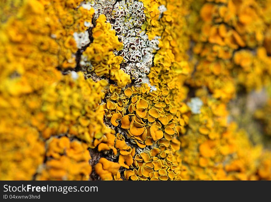 Closeup of a yellow mushroom on tree bark