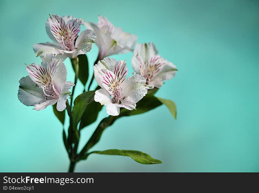 Flower of white alstroemeria on green background